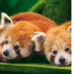 Parc animalier & botanique  de Branféré E-Billet Adulte