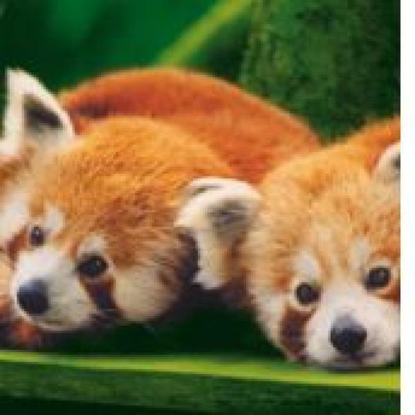 Parc animalier & botanique  de Branféré E-Billet Adulte par Avantages Enseignants